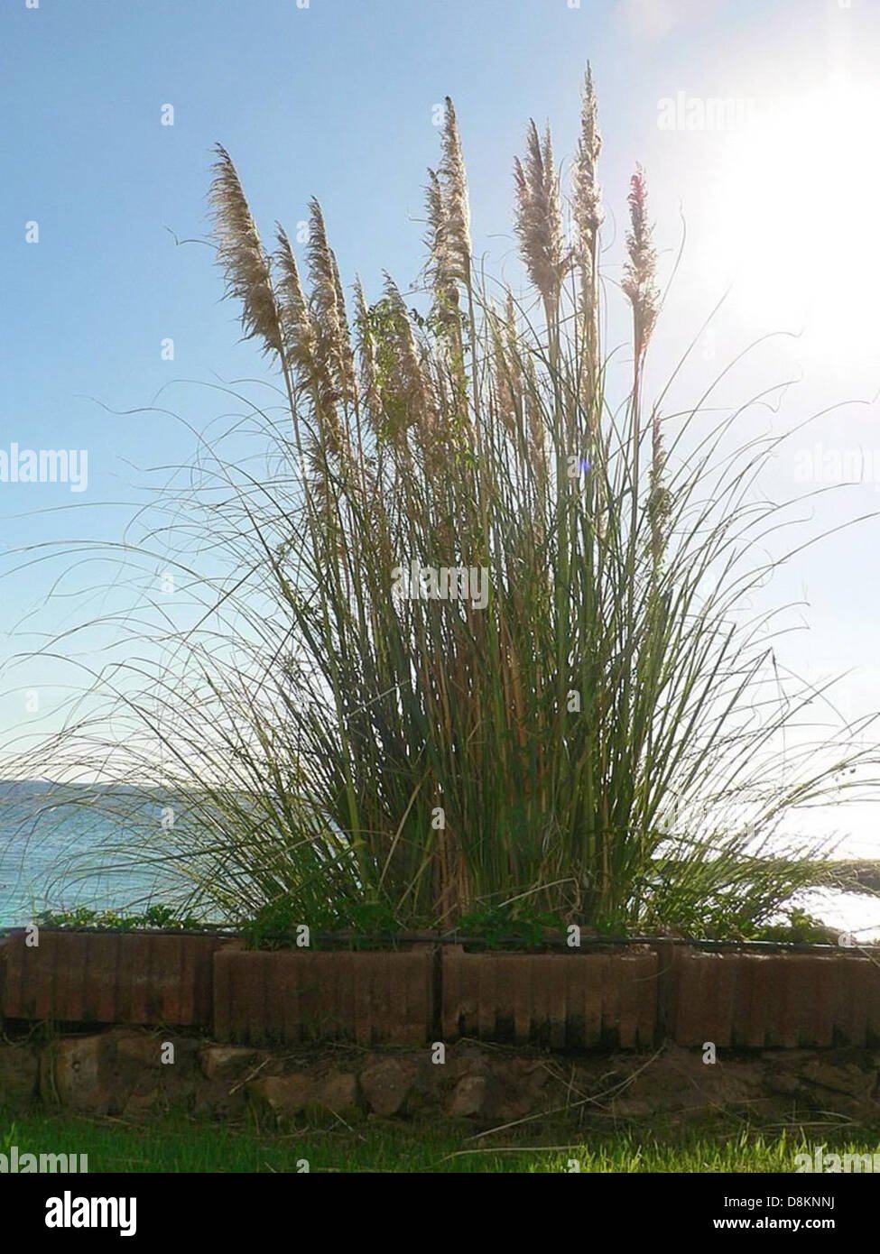 How Tall Is Gokus Official Height and Why It Changes